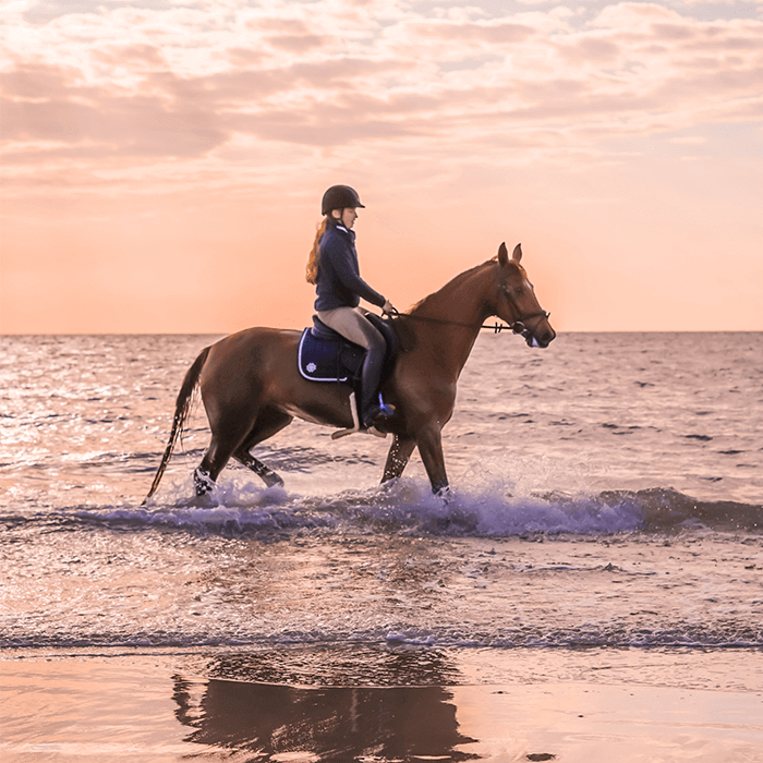Explore Our Innovative Platform for equine services